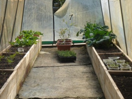 lettuce_in_greenhouse